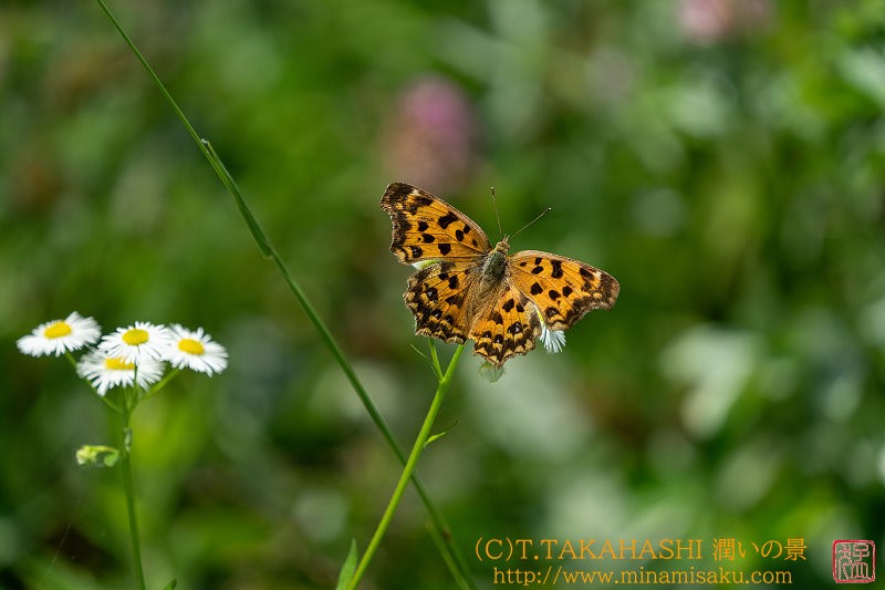 ../Images/7R240808 (21).jpg